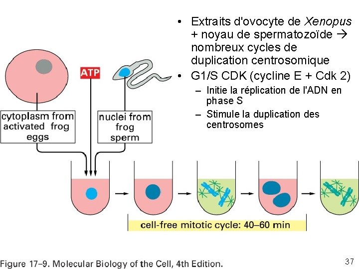  • Extraits d'ovocyte de Xenopus + noyau de spermatozoïde nombreux cycles de duplication