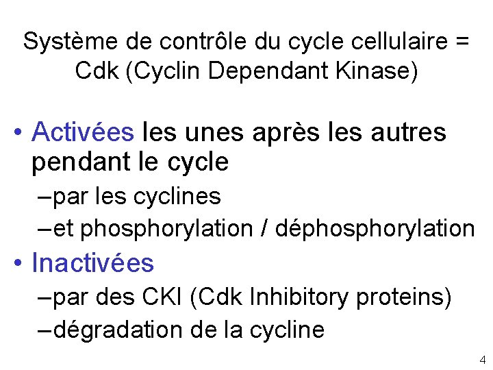 Système de contrôle du cycle cellulaire = Cdk (Cyclin Dependant Kinase) • Activées les