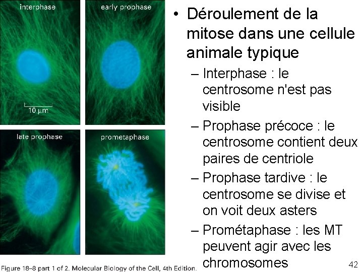  • Déroulement de la mitose dans une cellule animale typique Fig 18 -8
