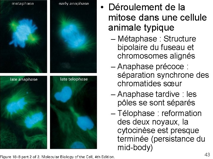 • Déroulement de la mitose dans une cellule animale typique Fig 18 -8
