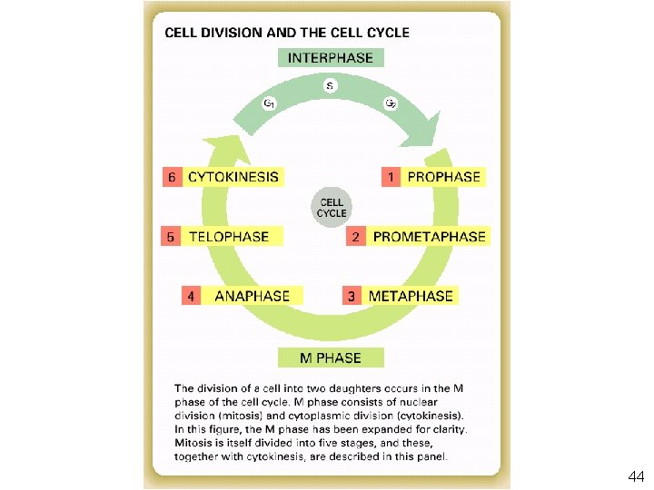 Panel 18 -1 • Division et cycle cellulaire 44 