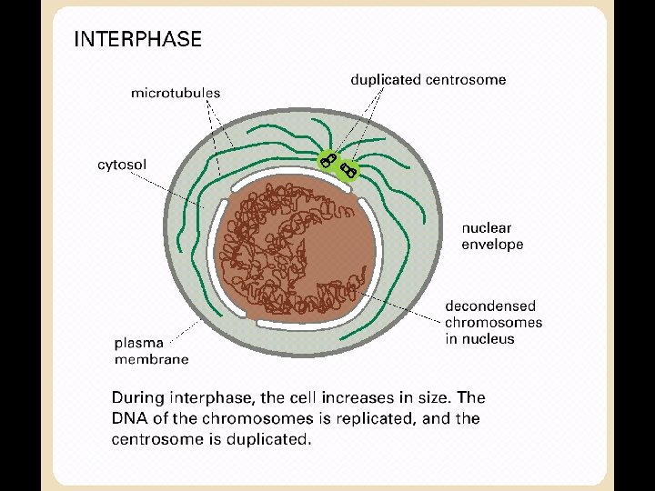 Panel 18 -1 • Interphase 45 