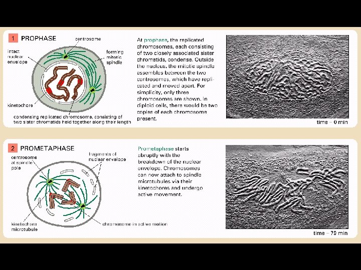 Panel 18 -1 • Prophase et prométaphase 46 