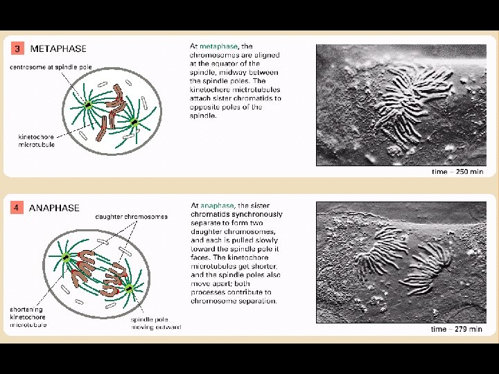 Panel 18 -1 • Métaphase et anaphase 47 