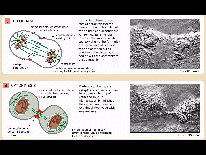 Panel 18 -1 • Télophase et cytocinèse 48 