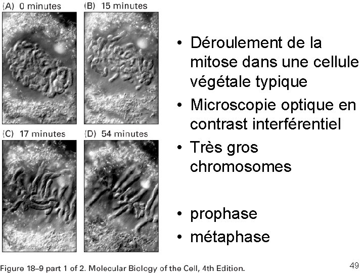 Fig 18 -9 • Déroulement de la mitose dans une cellule végétale typique •