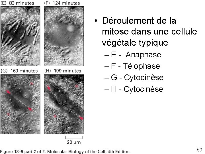  • Déroulement de la mitose dans une cellule végétale typique Fig 18 -9