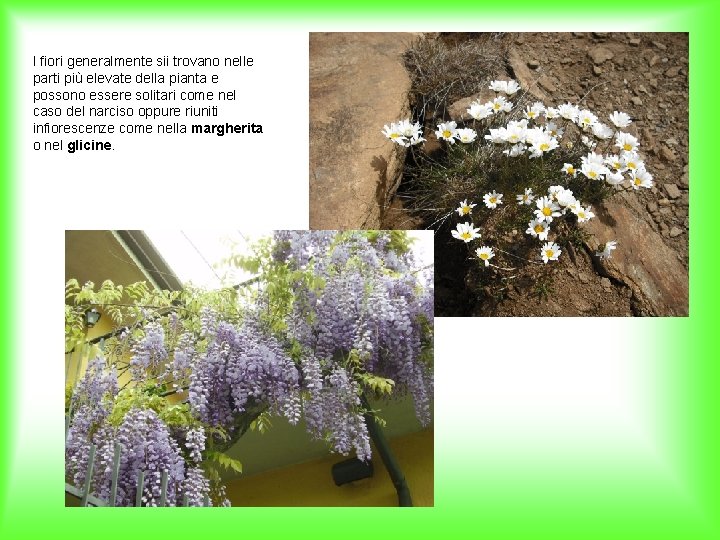 I fiori generalmente sii trovano nelle parti più elevate della pianta e possono essere