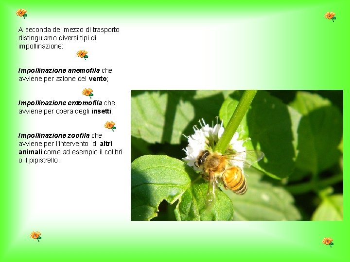 A seconda del mezzo di trasporto distinguiamo diversi tipi di impollinazione: Impollinazione anemofila che