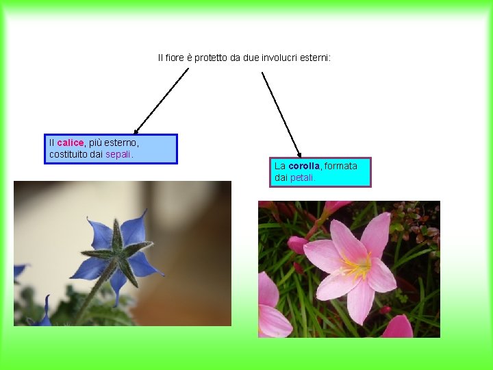 Il fiore è protetto da due involucri esterni: Il calice, più esterno, costituito dai