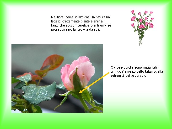 Nel fiore, come in altri casi, la natura ha legato strettamente piante e animali,