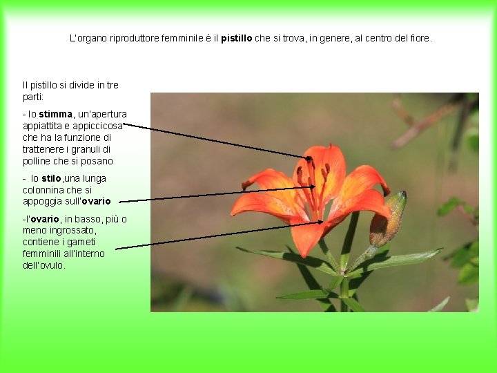 L’organo riproduttore femminile è il pistillo che si trova, in genere, al centro del