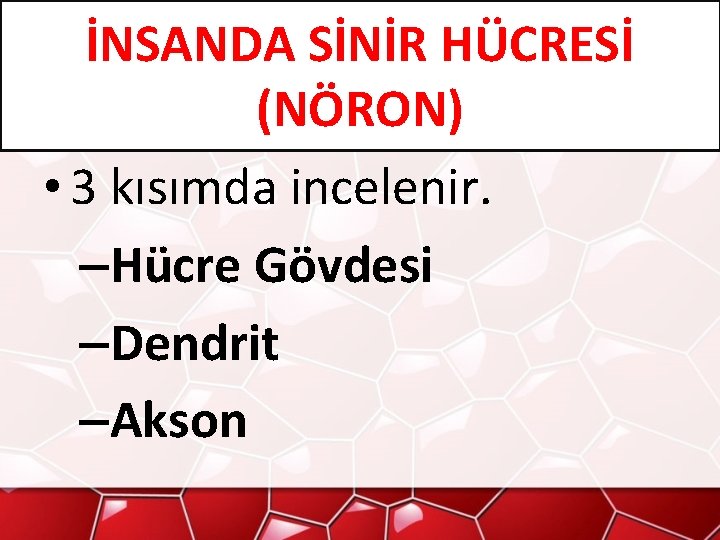 İNSANDA SİNİR HÜCRESİ (NÖRON) • 3 kısımda incelenir. –Hücre Gövdesi –Dendrit –Akson 