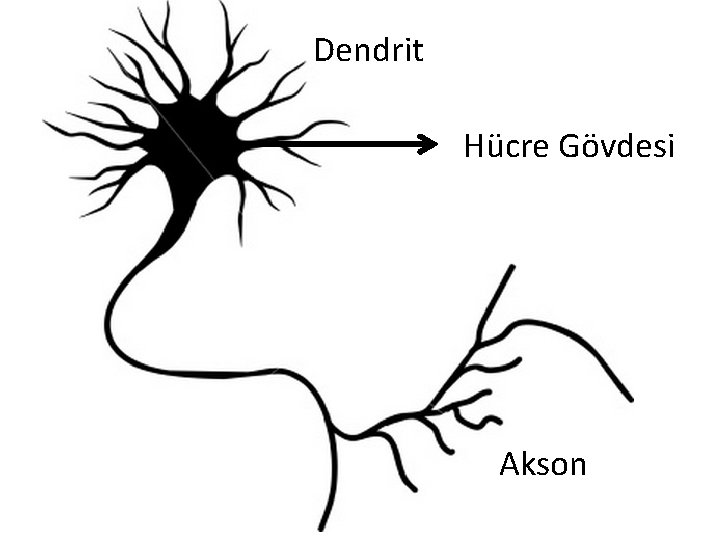 Dendrit Hücre Gövdesi Akson 