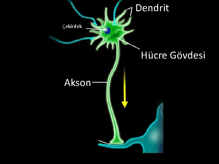 Dendrit Çekirdek Hücre Gövdesi Akson 