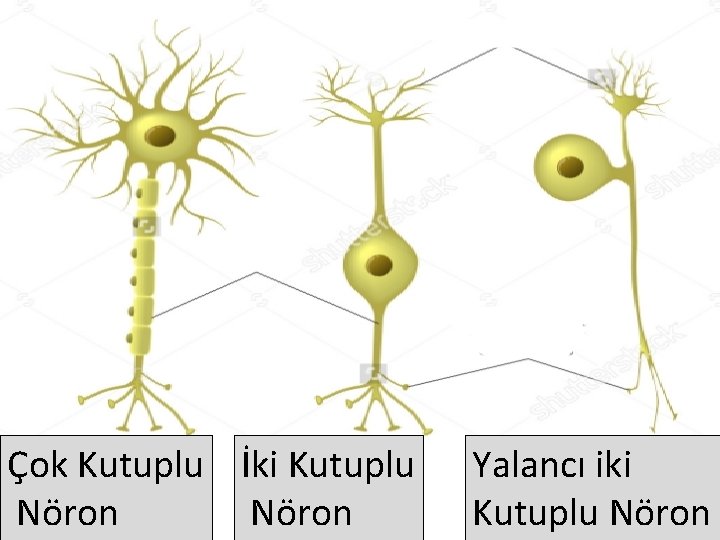 Çok Kutuplu İki Kutuplu Nöron Yalancı iki Kutuplu Nöron 