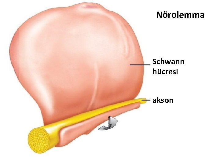 Nörolemma Schwann hücresi akson 