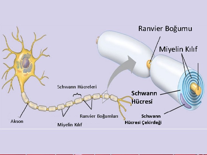 Ranvier Boğumu Miyelin Kılıf Schwann Hücreleri Akson Ranvier Boğumları Miyelin Kılıf Schwann Hücresi Çekirdeği