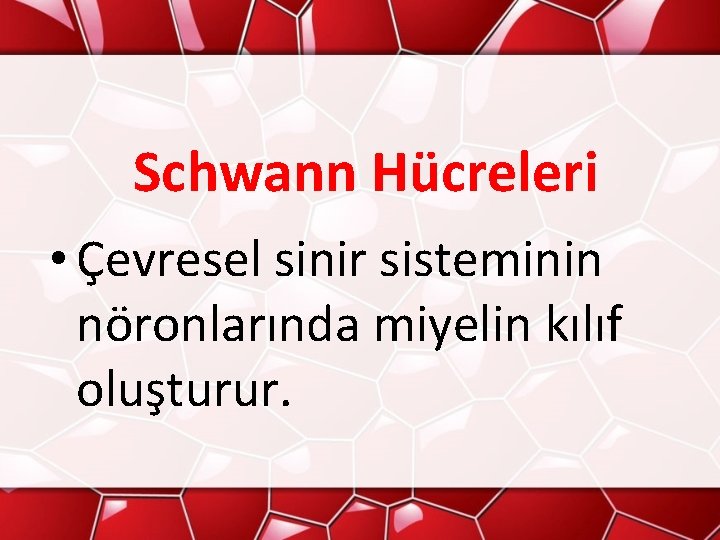 Schwann Hücreleri • Çevresel sinir sisteminin nöronlarında miyelin kılıf oluşturur. 