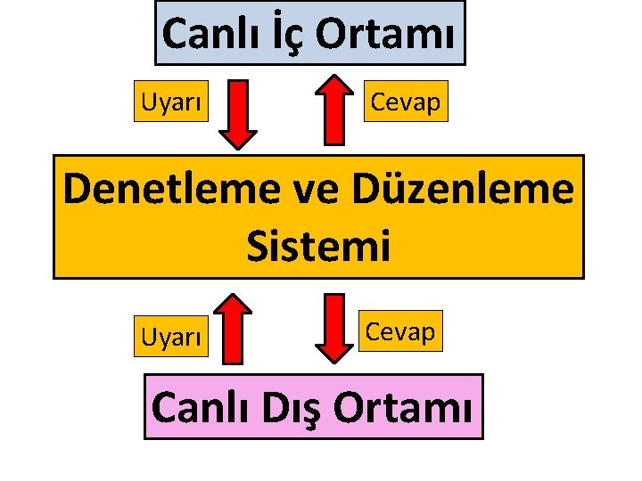 Canlı İç Ortamı Uyarı Cevap Denetleme ve Düzenleme Sistemi Uyarı Cevap Canlı Dış Ortamı