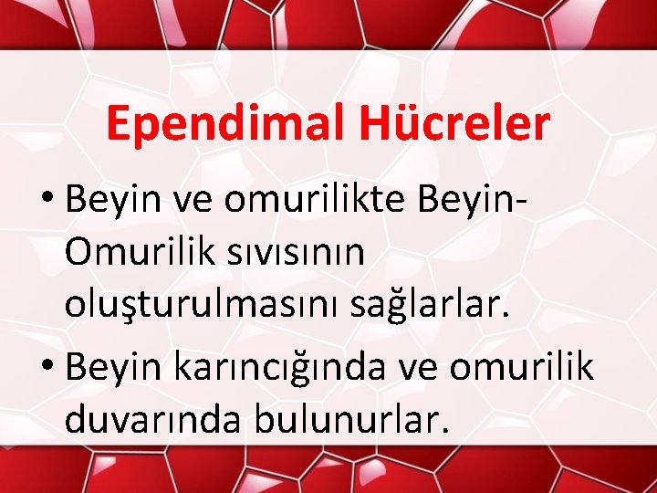 Ependimal Hücreler • Beyin ve omurilikte Beyin. Omurilik sıvısının oluşturulmasını sağlarlar. • Beyin karıncığında