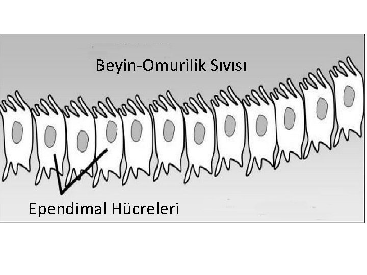 Beyin-Omurilik Sıvısı Ependimal Hücreleri 