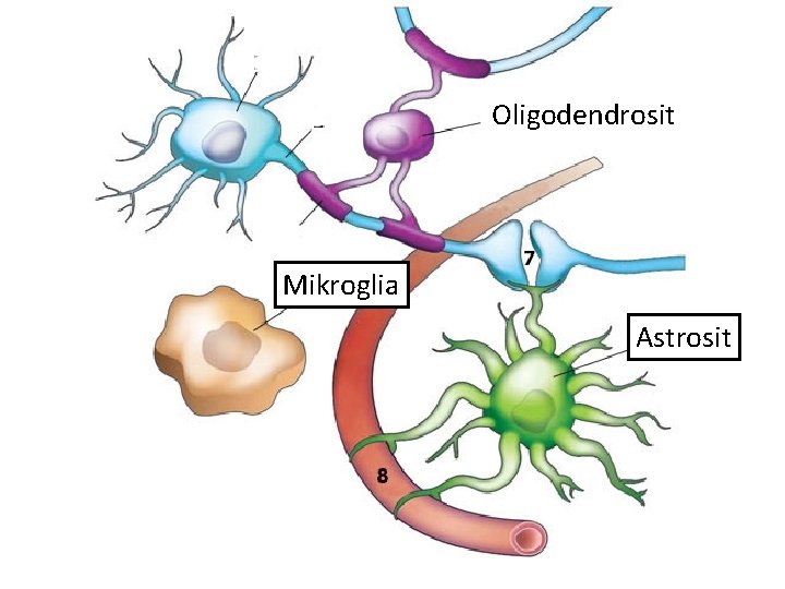 Oligodendrosit Mikroglia Astrosit 