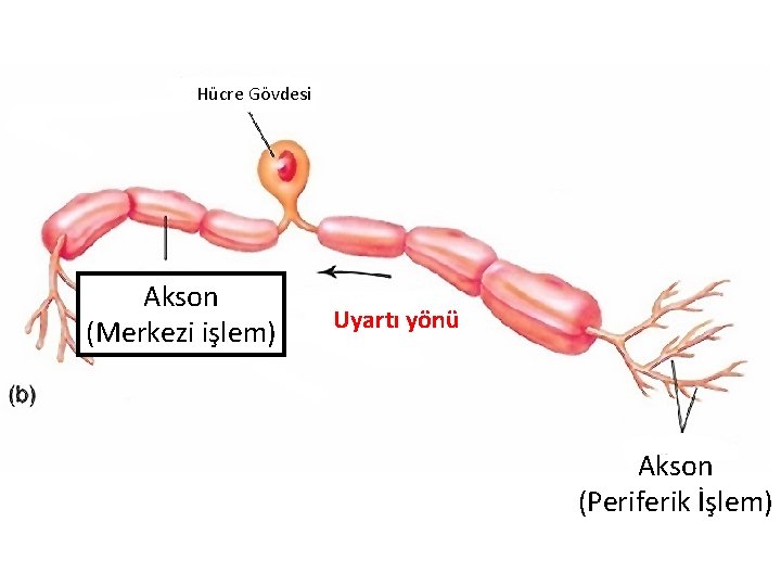 Hücre Gövdesi Akson (Merkezi işlem) Uyartı yönü Akson (Periferik İşlem) 