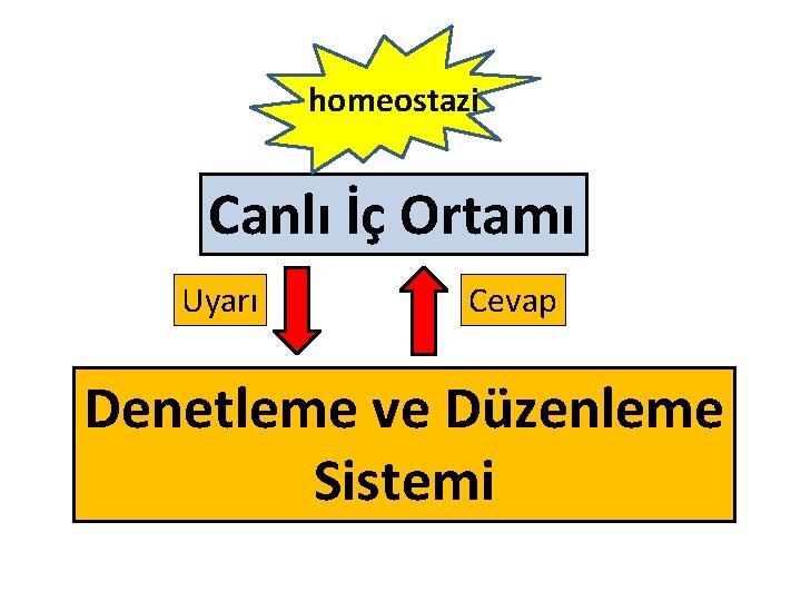 homeostazi Canlı İç Ortamı Uyarı Cevap Denetleme ve Düzenleme Sistemi 