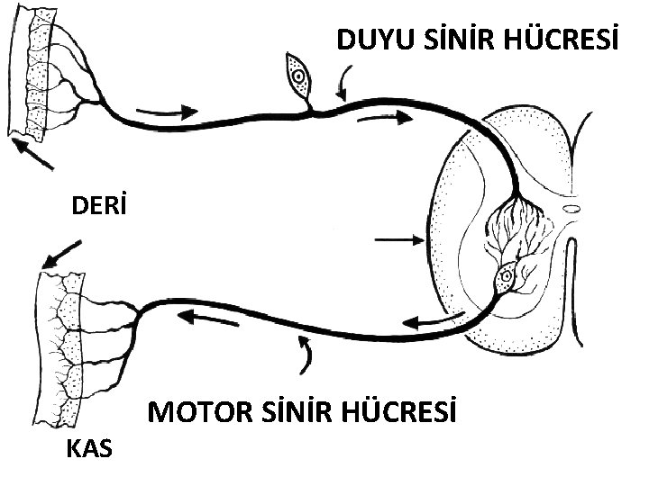 DUYU SİNİR HÜCRESİ DERİ KAS MOTOR SİNİR HÜCRESİ 