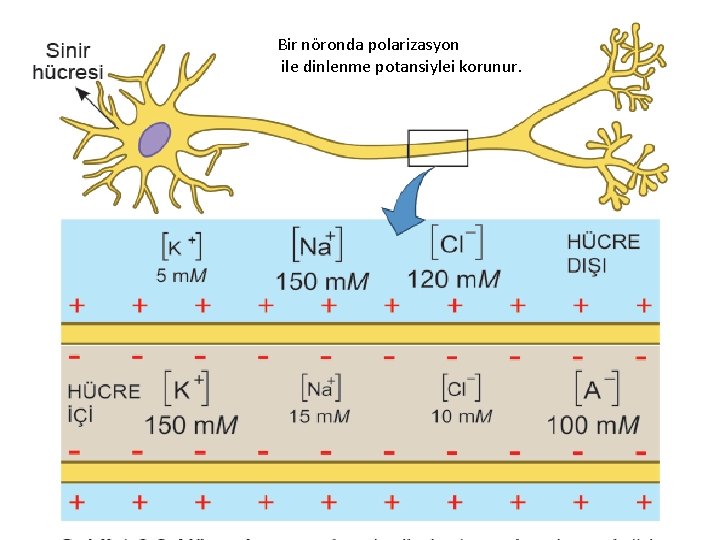 Bir nöronda polarizasyon ile dinlenme potansiylei korunur. 