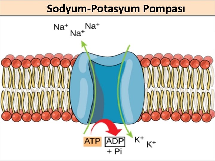 Sodyum-Potasyum Pompası 