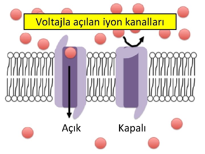 Voltajla açılan iyon kanalları Açık Kapalı 