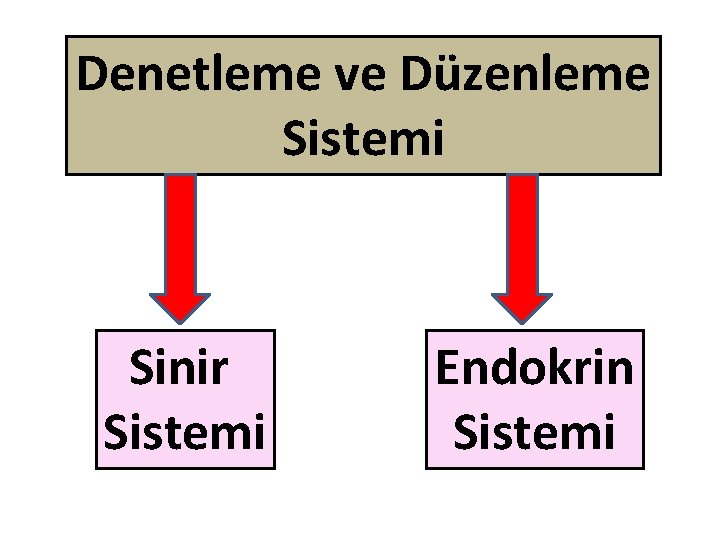 Denetleme ve Düzenleme Sistemi Sinir Sistemi Endokrin Sistemi 