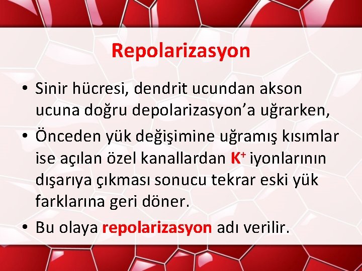 Repolarizasyon • Sinir hücresi, dendrit ucundan akson ucuna doğru depolarizasyon’a uğrarken, • Önceden yük