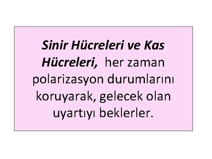 Sinir Hücreleri ve Kas Hücreleri, her zaman polarizasyon durumlarını koruyarak, gelecek olan uyartıyı beklerler.