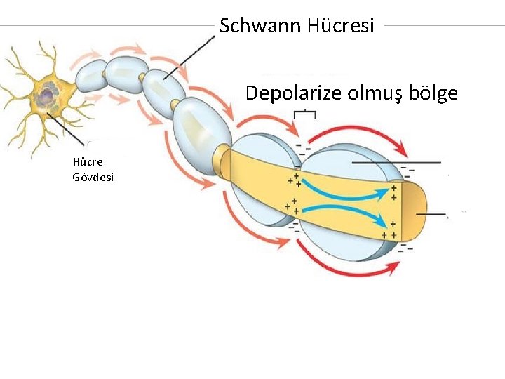 Schwann Hücresi Depolarize olmuş bölge Hücre Gövdesi 