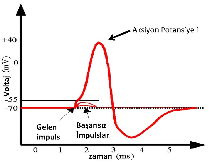 Voltaj Aksiyon Potansiyeli Gelen impuls Başarısız İmpulslar zaman 