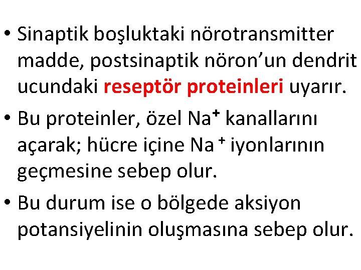  • Sinaptik boşluktaki nörotransmitter madde, postsinaptik nöron’un dendrit ucundaki reseptör proteinleri uyarır. +