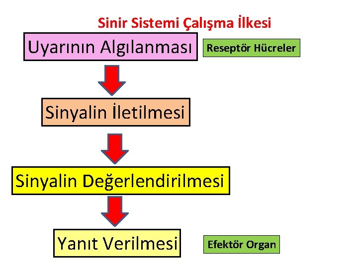 Sinir Sistemi Çalışma İlkesi Uyarının Algılanması Reseptör Hücreler Sinyalin İletilmesi Sinyalin Değerlendirilmesi Yanıt Verilmesi