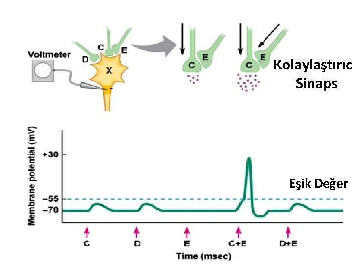 Kolaylaştırıc Sinaps Eşik Değer 