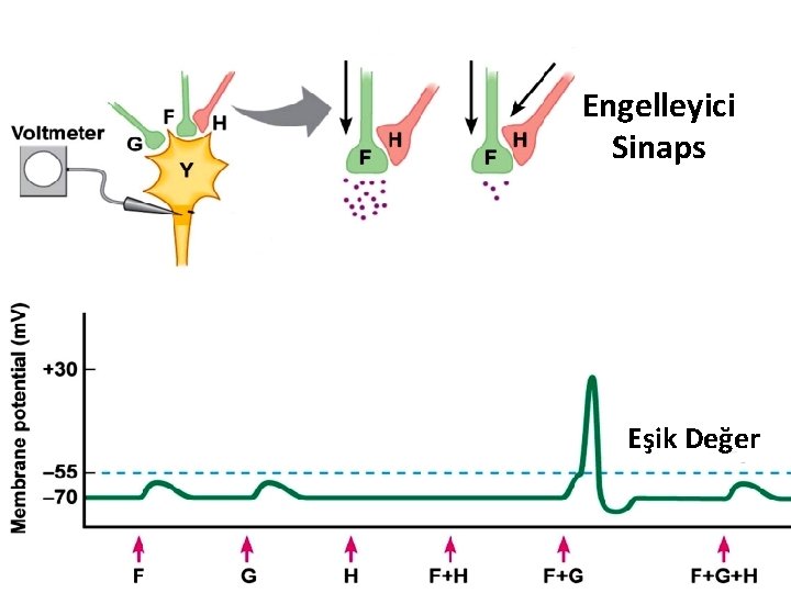 Engelleyici Sinaps Eşik Değer 