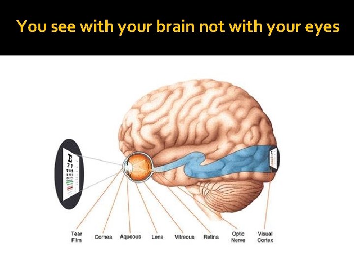 You see with your brain not with your eyes 