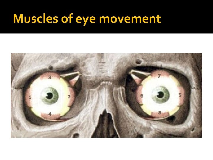 Muscles of eye movement 