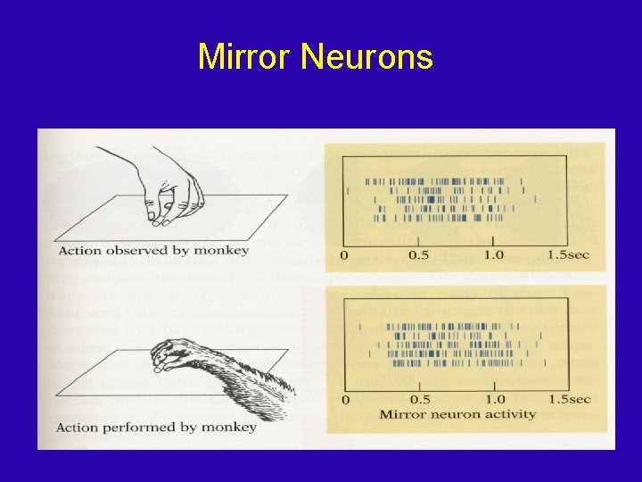 Mirror Neurons 