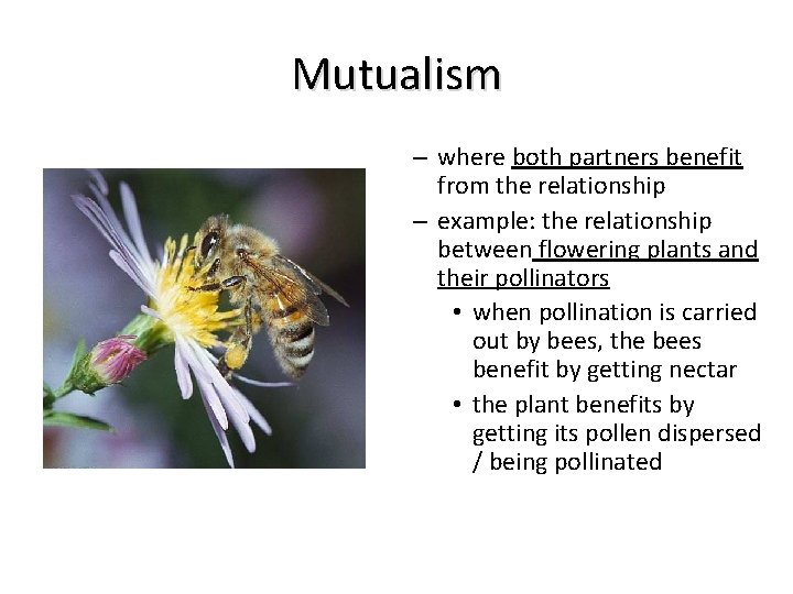 Mutualism – where both partners benefit from the relationship – example: the relationship between Mutualism – where both partners benefit from the relationship – example: the relationship between