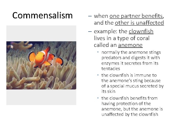 Commensalism – when one partner benefits, and the other is unaffected – example: the Commensalism – when one partner benefits, and the other is unaffected – example: the