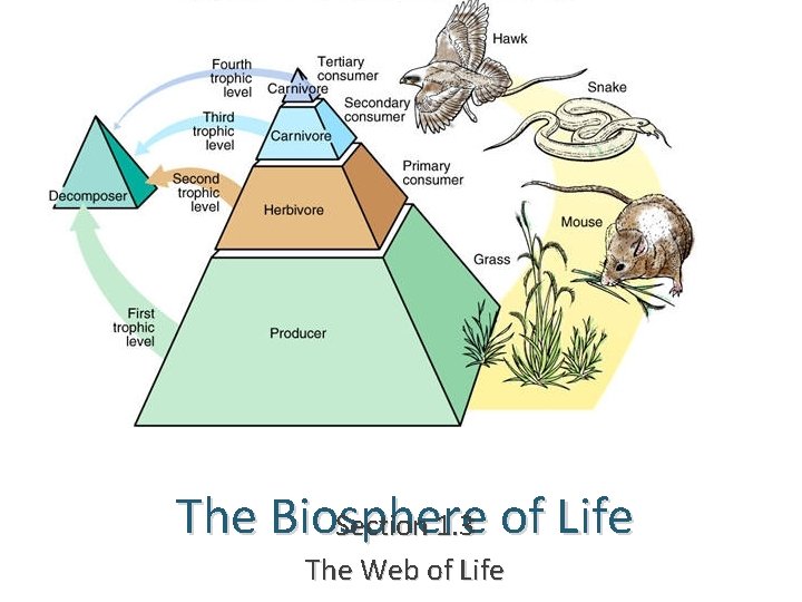 The Biosphere Section 1. 3 of Life The Web of Life The Biosphere Section 1. 3 of Life The Web of Life