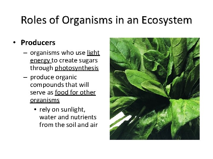 Roles of Organisms in an Ecosystem • Producers – organisms who use light energy Roles of Organisms in an Ecosystem • Producers – organisms who use light energy