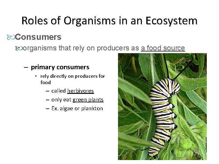 Roles of Organisms in an Ecosystem Consumers organisms that rely on producers as a Roles of Organisms in an Ecosystem Consumers organisms that rely on producers as a